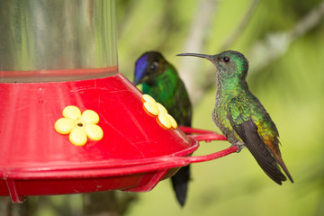 Los colibríes comen de los bebederos. 