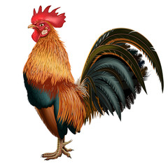 Red realistic cock on a blank background