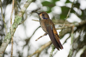 El colibrí marrón espera en la rama. © jesuschurion57