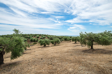 Fototapeta na wymiar Olive trees in morning sunny winter 