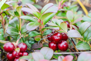Small shrub with berries ripe cranberries.