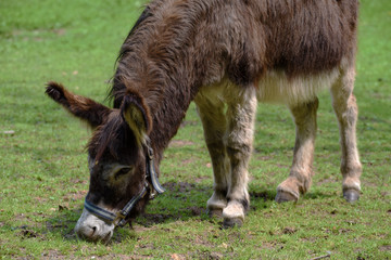 Donkey eating grass in spring
