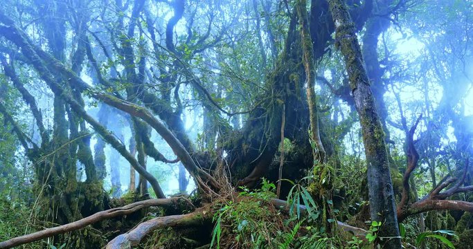 Mossy trees and fog moving among branches of magical fairyland misty forest