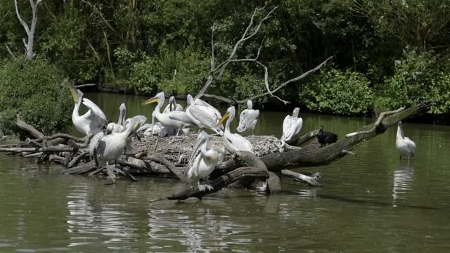 groupe de p&eacute;licans 