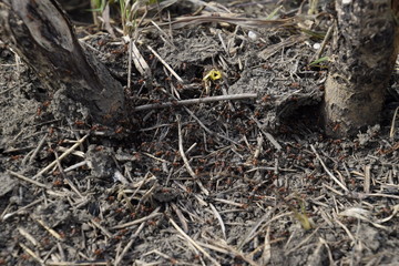 Ordinary ants on an anthill