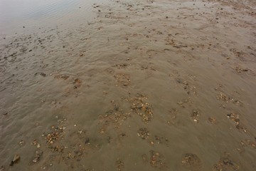 Watt