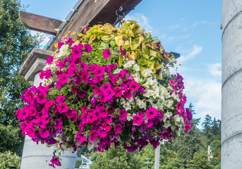 Hanging Petunia Flower Basket 2
