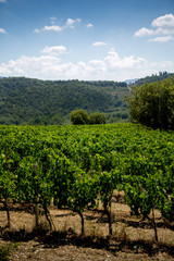 Fototapeta na wymiar Toskana, toskanische Landschaft, Weinberge, Wein, Sangiovese, Anbau, Weinhang, Sonne, Italien, Urlaub