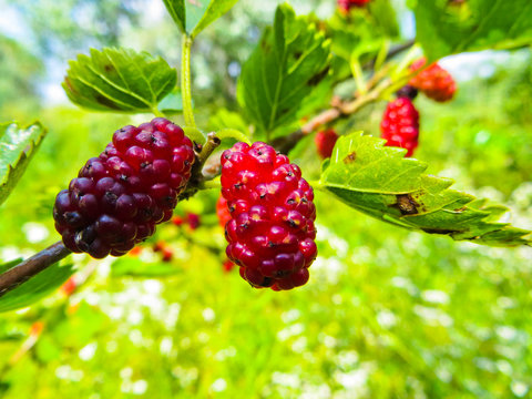 Mulberry berries on a branch