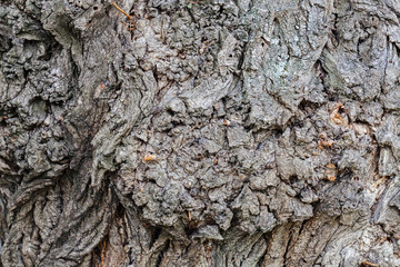 Highly detailed tree bark texture