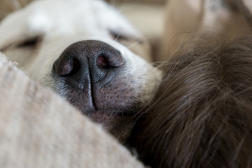 Schlafender Hund mit schwarzer Nase am Schnarchen