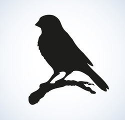 Vector drawing. Tit