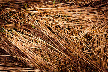 Abstract background with dry grass