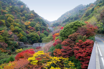 Colorful Autumn leaves at Mount Rokko in Kobe Japan
