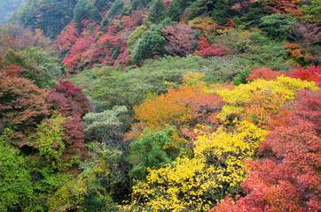 Colorful Autumn leaves at Mount Rokko in Kobe Japan
