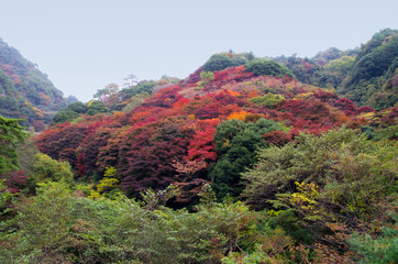 Colorful Autumn leaves at Mount Rokko in Kobe Japan
