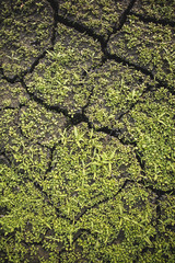 dried earth