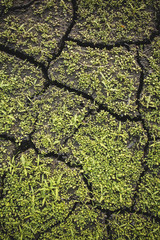 dried earth