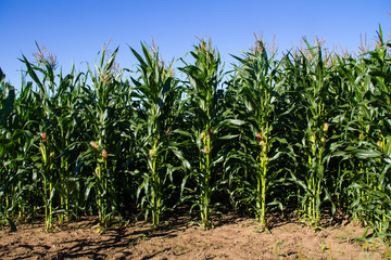 Naklejka premium agriculture corn field