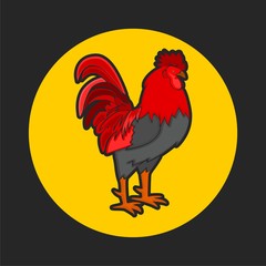 Rooster Vector Illustration in Color