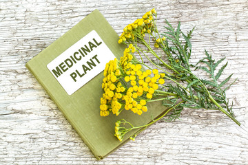Fototapeta premium Tansy (Tanacetum vulgare) and directory medicinal plant