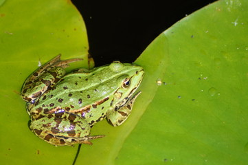 Frosch grün