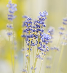 Naklejka premium Lavendel Traum