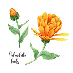 Watecolor image. Calendula flowers - 117403073