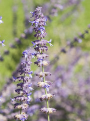 Russian Sage, Perovskia atriplicifolia, flowers close-up, selective focus, shallow DOF