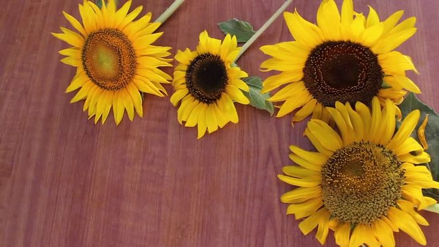 Sunflower in wood