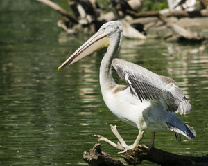 Spot-billed or grey pelican, Pelecanus philippensis, standing on snag in the pond, close-up portrait, selective focus, shallow DOF