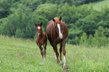 Obraz premium 馬の親子