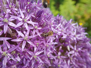 Zierlauch, Riesenlauch, Allium, Giganteum