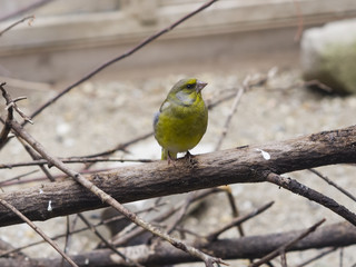 European Greenfinch, Carduelis chloris, close-up portrait on dry branch, selective focus, shallow DOF