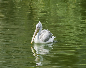 Spot-billed or grey pelican, Pelecanus philippensis, swimming in the pond with waved reflection, close-up portrait, selective focus, shallow DOF