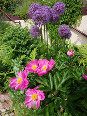 Zierlauch, Riesenlauch, Allium, Giganteum