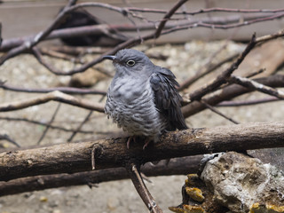 Common Cuckoo, Cuculus canorus, portrait on dry branch, close-up, selective focus, shallow DOF
