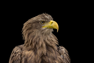 Adler - Porträt vor dunklem Hintergrund