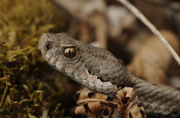Portrait einer Aspisviper (Vipera aspis) aus dem Schwarzwald