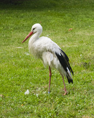 White Stork, Ciconia Ciconia, close-up portrait with defocused background, selective focus, shallow DOF