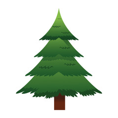 Obraz premium flat design pine tree icon vector illustration