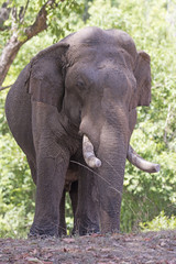 Domestic Elephant in the Forest