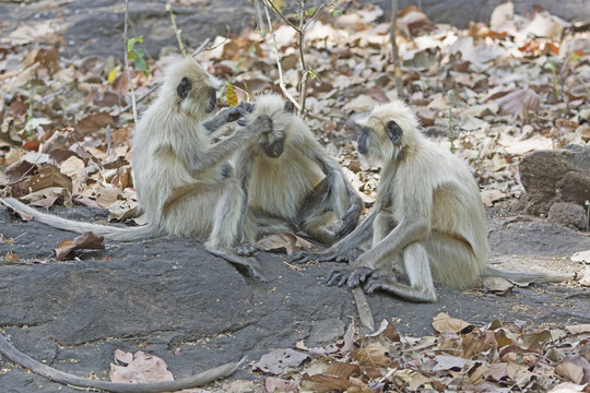 Langur Monkeys Grooming in the Forest