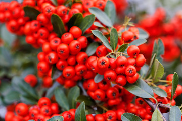 Obraz premium Colorful autumn wild bushes