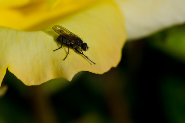 Clever Little Fly Resting on the Edge of the Delicate Yellow Rose