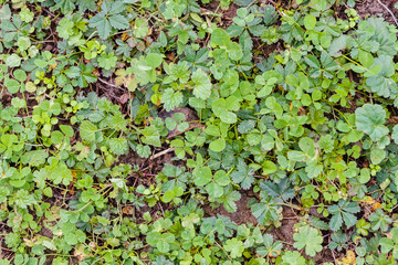 Forest weeds on the ground