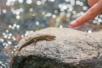 finger pointing to lizard resting on a rock by a river