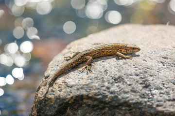 lizard basking in sunshine on a rock by a river