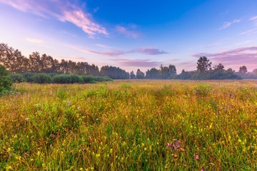 Obraz premium Vibrant summer sunrise over foggy, magical meadow