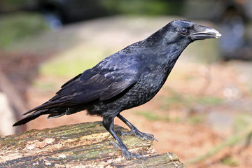 crow
